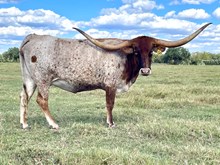 SR Clout's Knott Ready 245