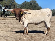 SR Claude's Grace 433