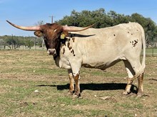 SR Claude's Grace 433