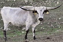 WR Wilma