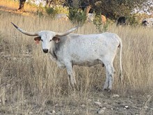 W2 Fireball’s Lyra