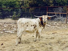 SH Cindy Moonshine 34/24