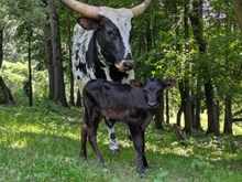 Rebar x Belle Star heifer